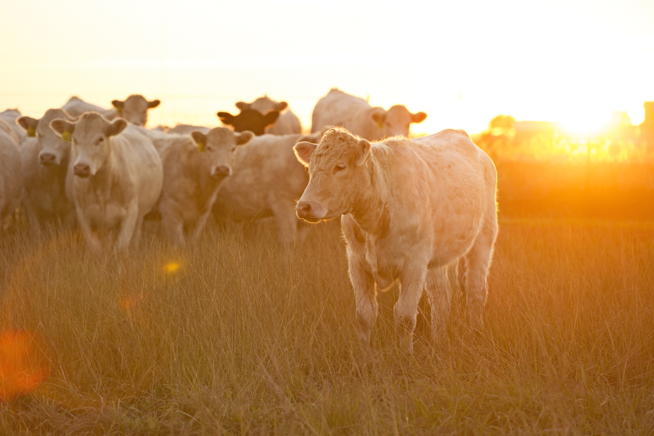 American Food Group: Exploring the Dietary Landscape of the USA